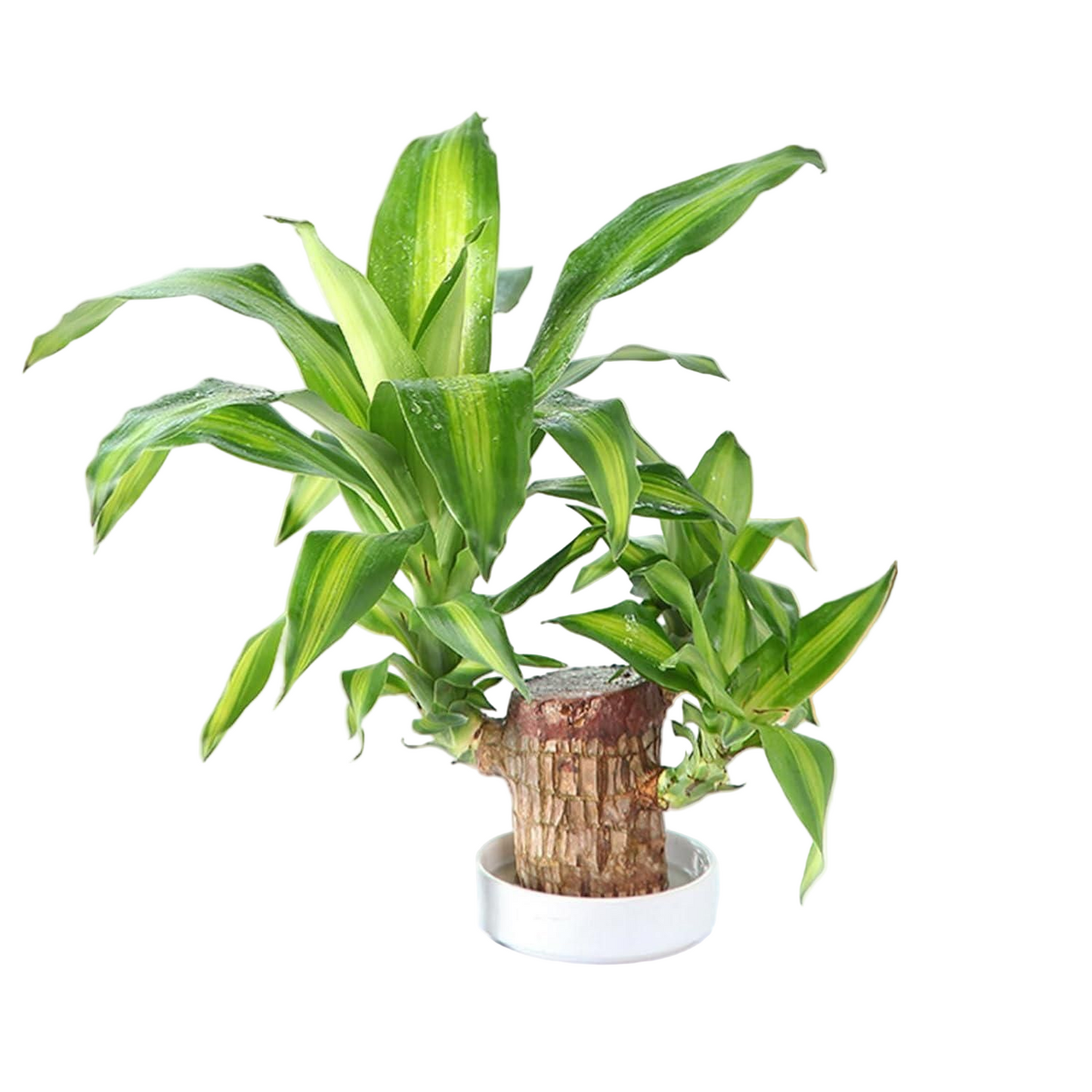 Brazilian Lucky Wood, Mini Home Plant Decor