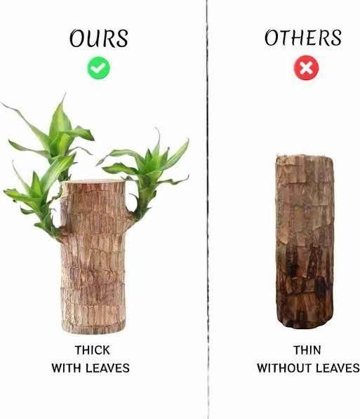 Brazilian Lucky Wood, Mini Home Plant Decor