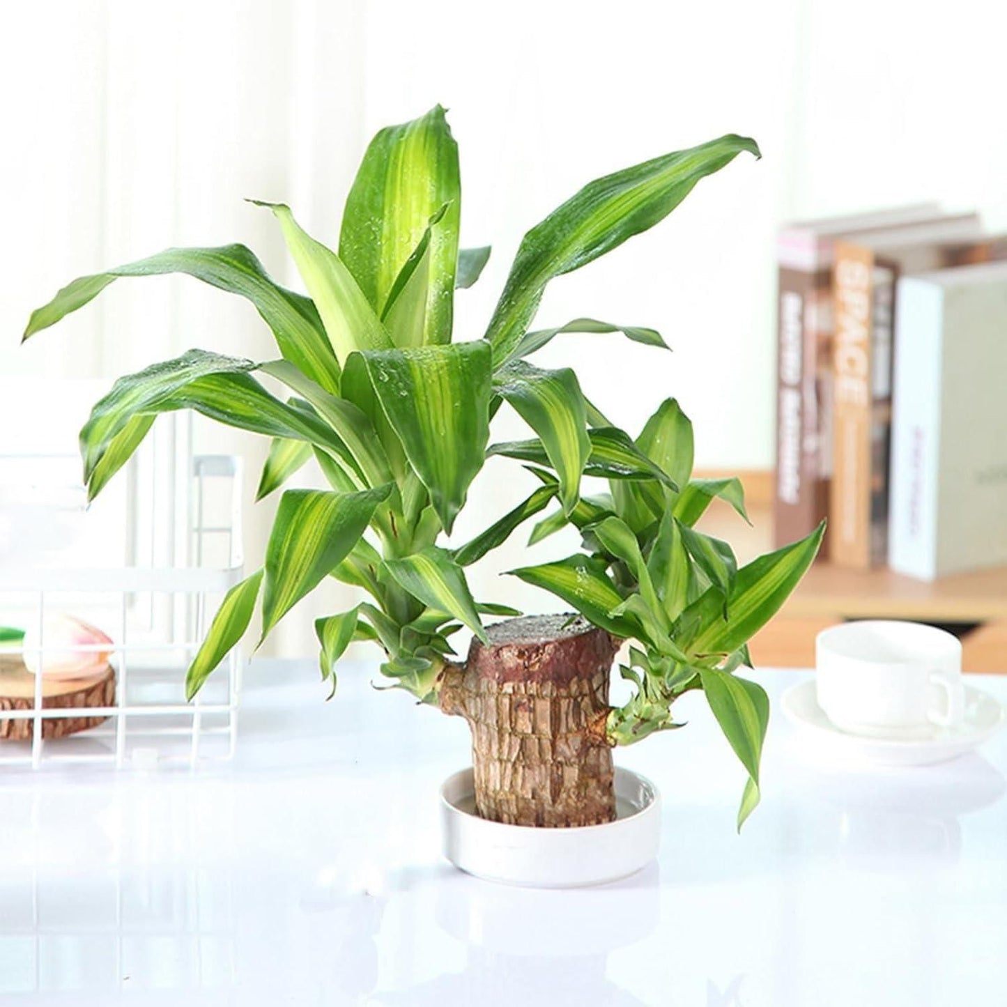 Brazilian Lucky Wood, Mini Home Plant Decor