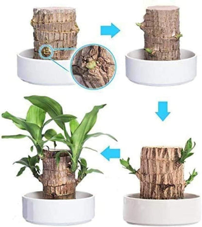 Brazilian Lucky Wood, Mini Home Plant Decor